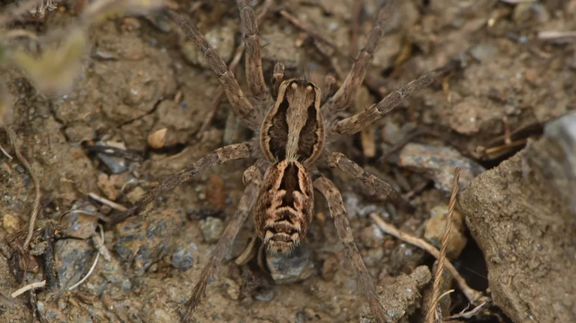 Aranha Lobo é Venenosa? O Risco Real para Humanos (2026)