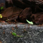 Formiga cortadeira sauva carregando pedaco de folha verde no jardim