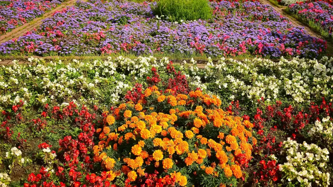 Lista de Nomes de Flores de A a Z Com Fotos