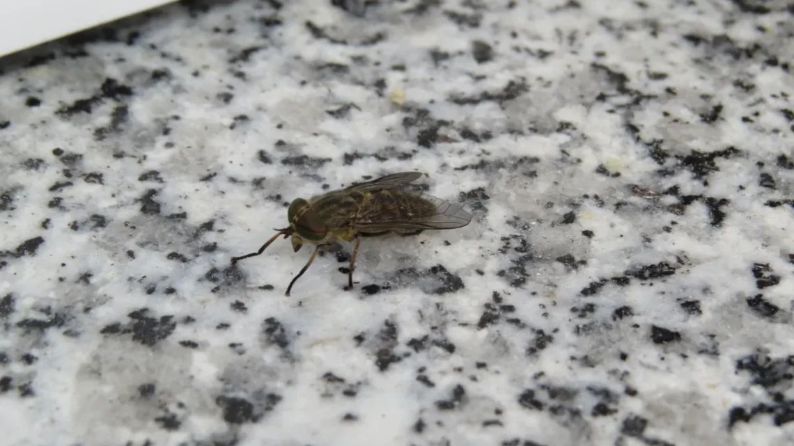Mosca Mutuca: Características, Como Evitar, Habitat e Fotos