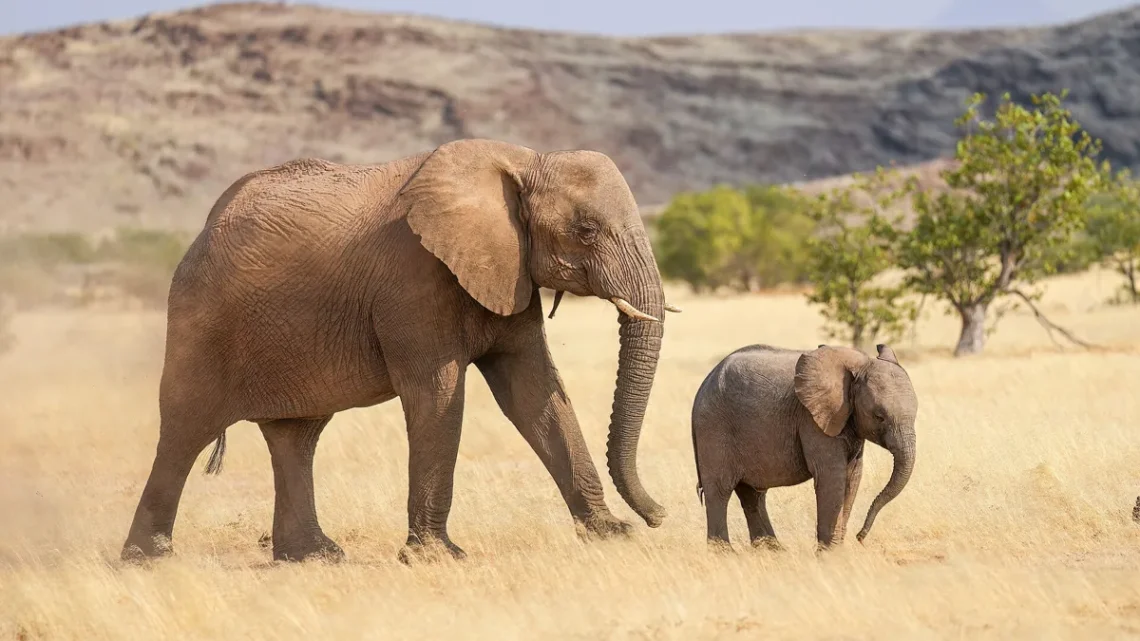 Quanto Pesa e Mede um Bebê Elefante ao Nascer? Guia 2026