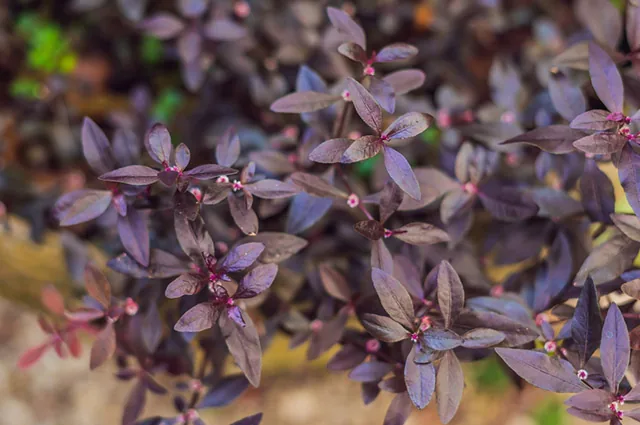 Flores Que Começam Com a Letra D: Nome e Características