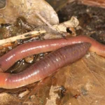 Minhoca comum (Lumbricus terrestris) no solo
