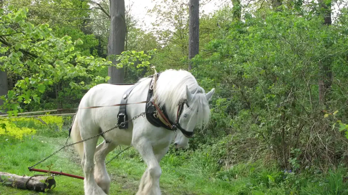 Raça de Cavalo Shire: Características, Nome Científico e Fotos